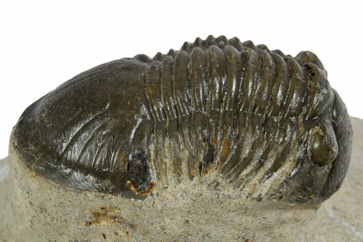 Paralejurus Trilobite Fossil - Ofaten, Morocco #345183